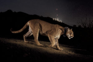 A remote camera captures a radio collared cougar in Griffith Park.