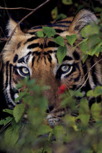 A male tiger in Bandhavgarh National Park.